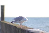 M&ouml;we auf der Holzbuhne